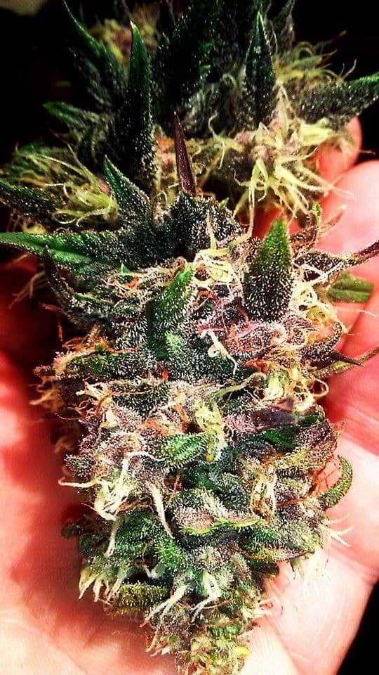 Blackberry Auto Автоцветущие феминизированные семена конопли — фото 4