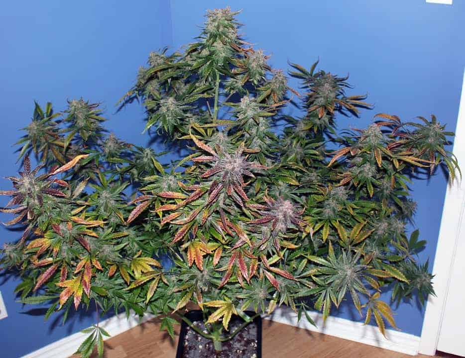 Blackberry Auto Автоцветущие феминизированные семена конопли — фото 3