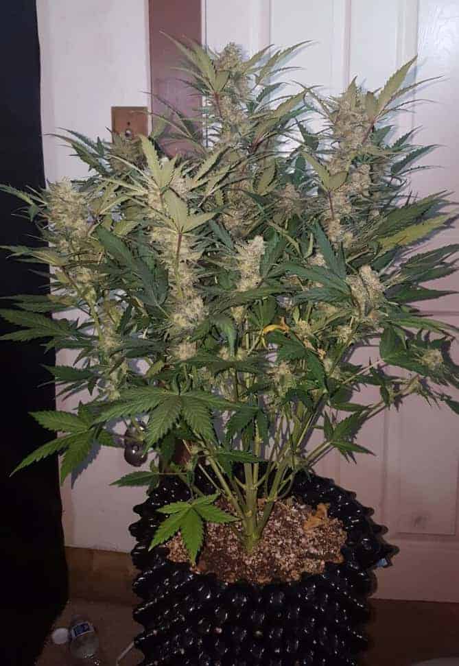 Stardawg Auto Автоцветущие феминизированные семена конопли — фото 4