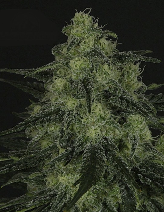Black Valley Индика феминизированные семена конопли
