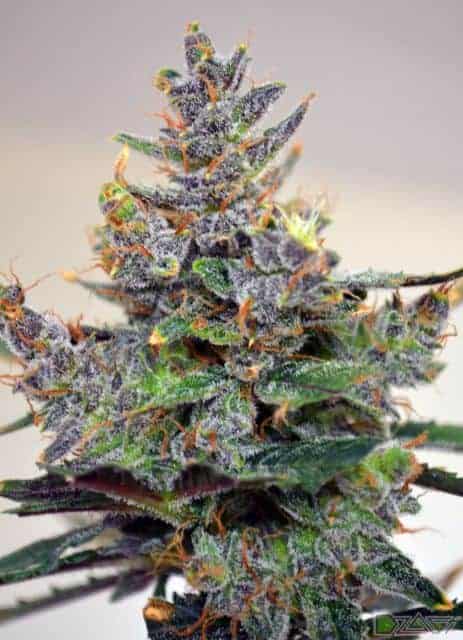 Auto Blueberry Автофеминизированные семена конопли — фото 4