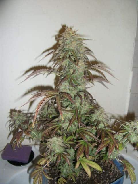 Auto Blueberry Автофеминизированные семена конопли — фото 2