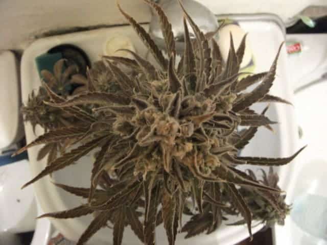 Auto Blueberry Автофеминизированные семена конопли — фото 3