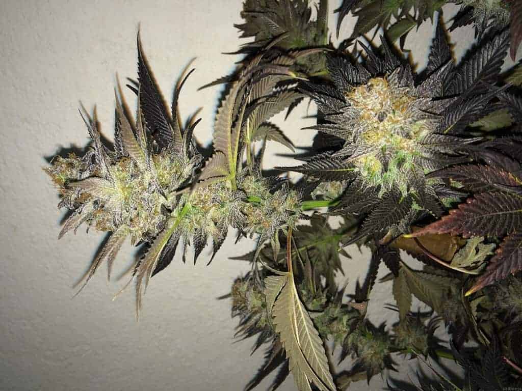 Blue Velvet Фотопериодные феминизированные семена конопли — фото 4