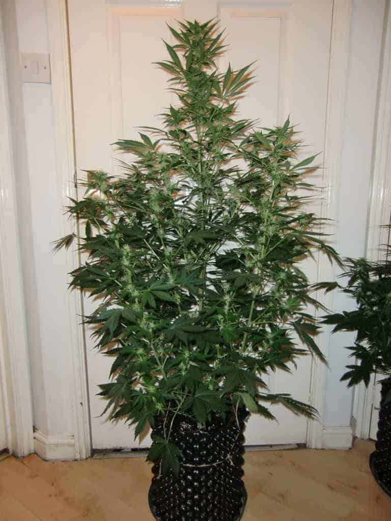 Dutch Passion Blue Auto Mazar Автоцветущие семена конопли — фото 3