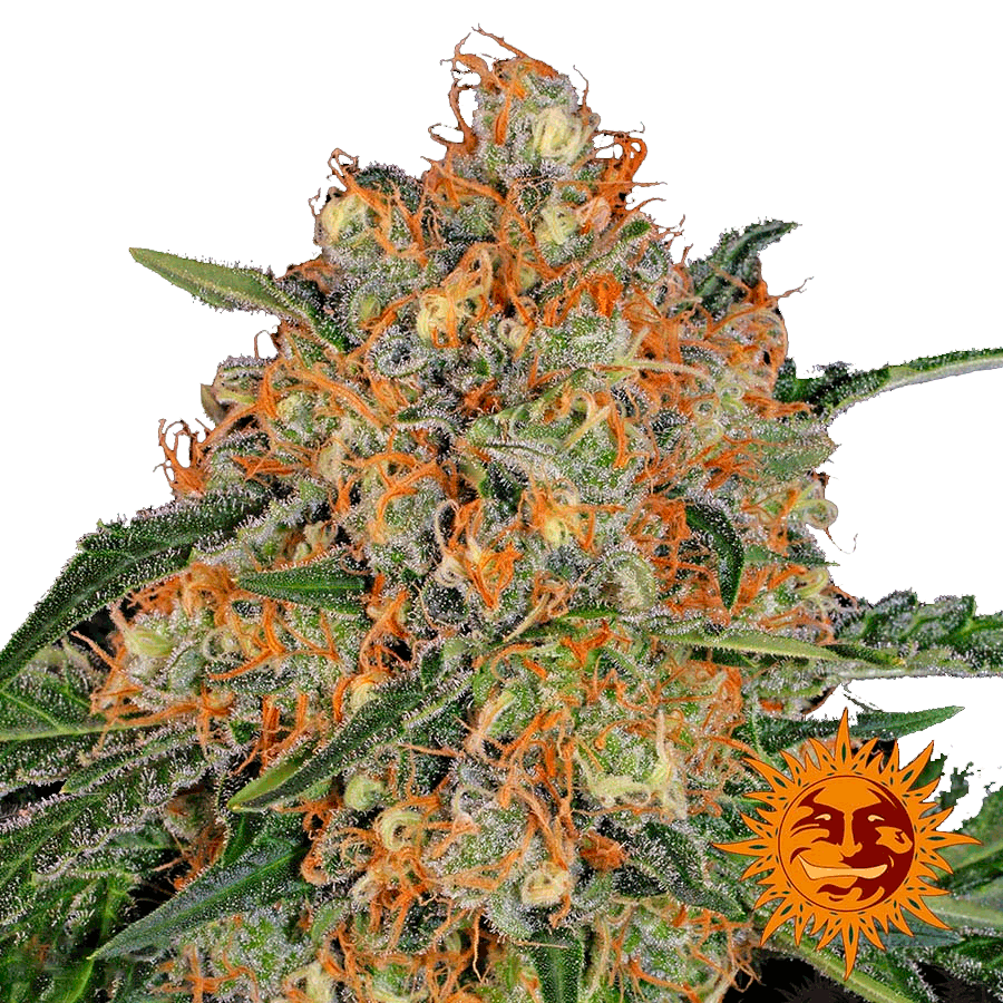 Orange Sherbert Фотопериодные семена конопли