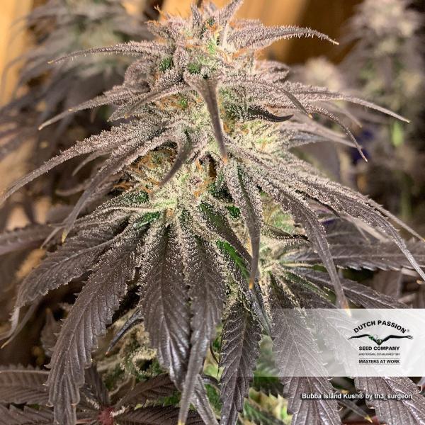 Bubba Island Kush фотопериодные семена конопли
