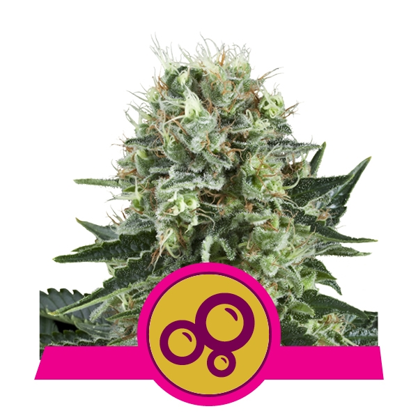 Bubble Kush фотопериодные семена конопли