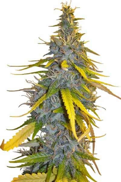 S.A.D. S.A.D. FV Феминизированные фотопериодные семена конопли
