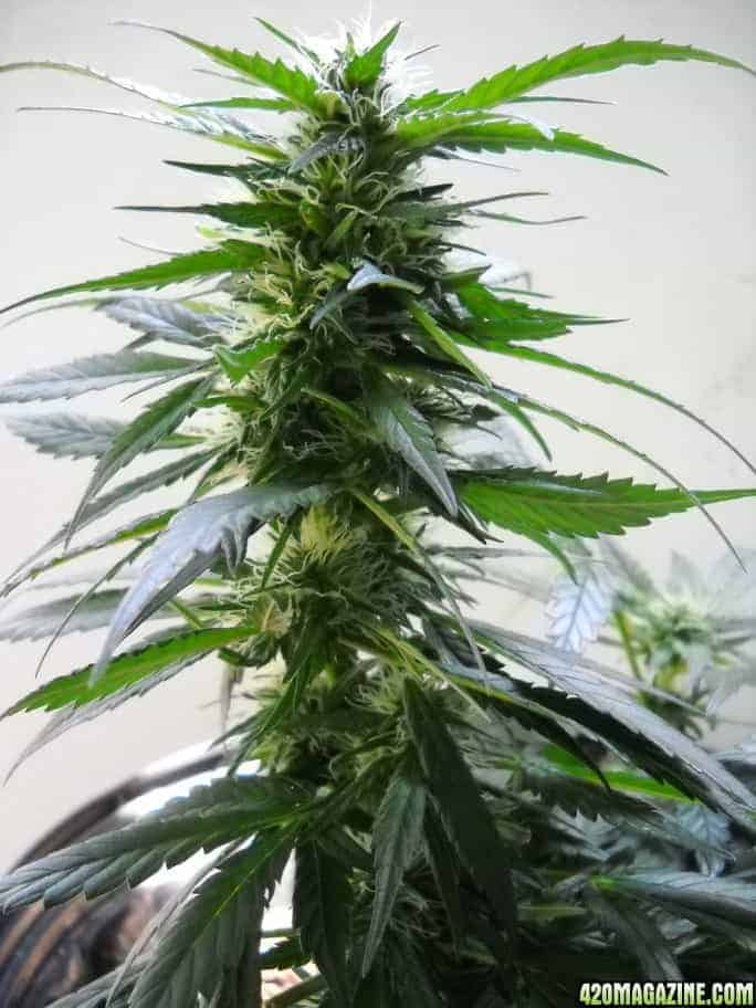 Dutch Passion Californian Orange фотопериодные семена конопли — фото 4