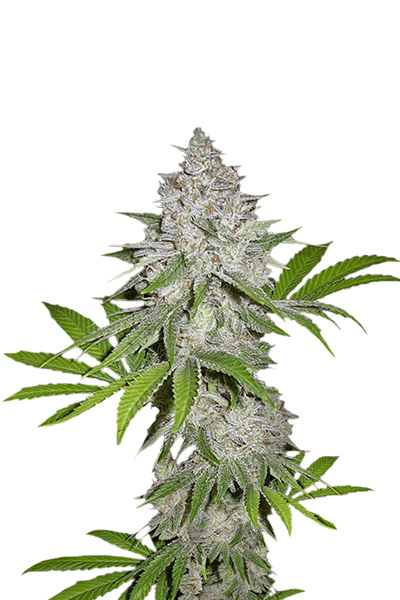 Californian Snow Auto Автоцветущие семена конопли