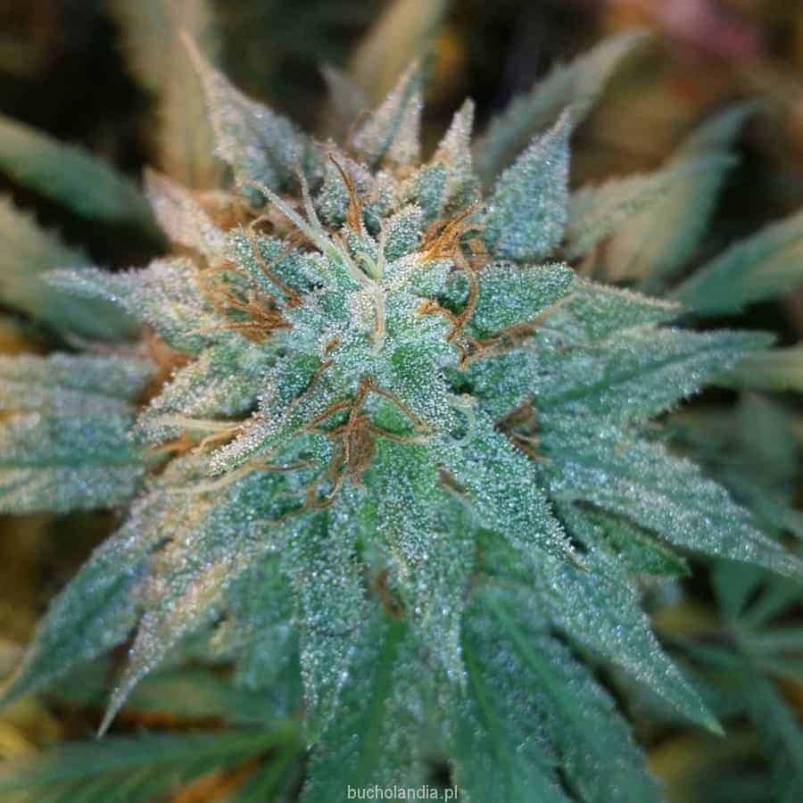 Chronic Thunder Фотопериодные феминизированные семена конопли — фото 2