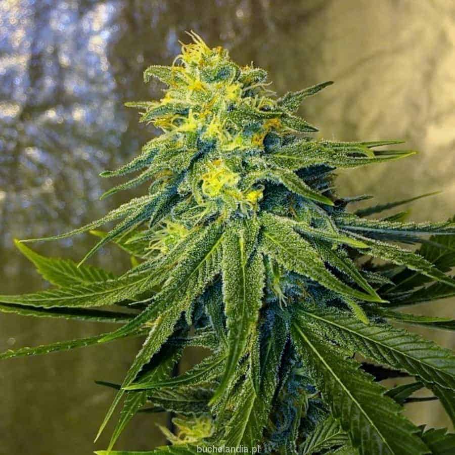 Chronic Thunder Фотопериодные феминизированные семена конопли — фото 3