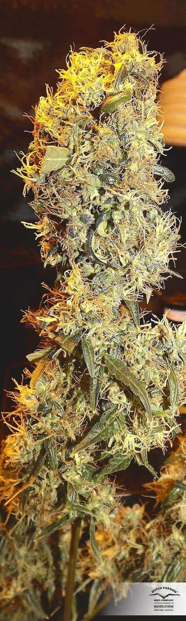Dutch Passion ComPassion Фотопериодные семена конопли — фото 3