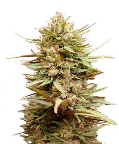 Dutch Passion ComPassion Фотопериодные семена конопли