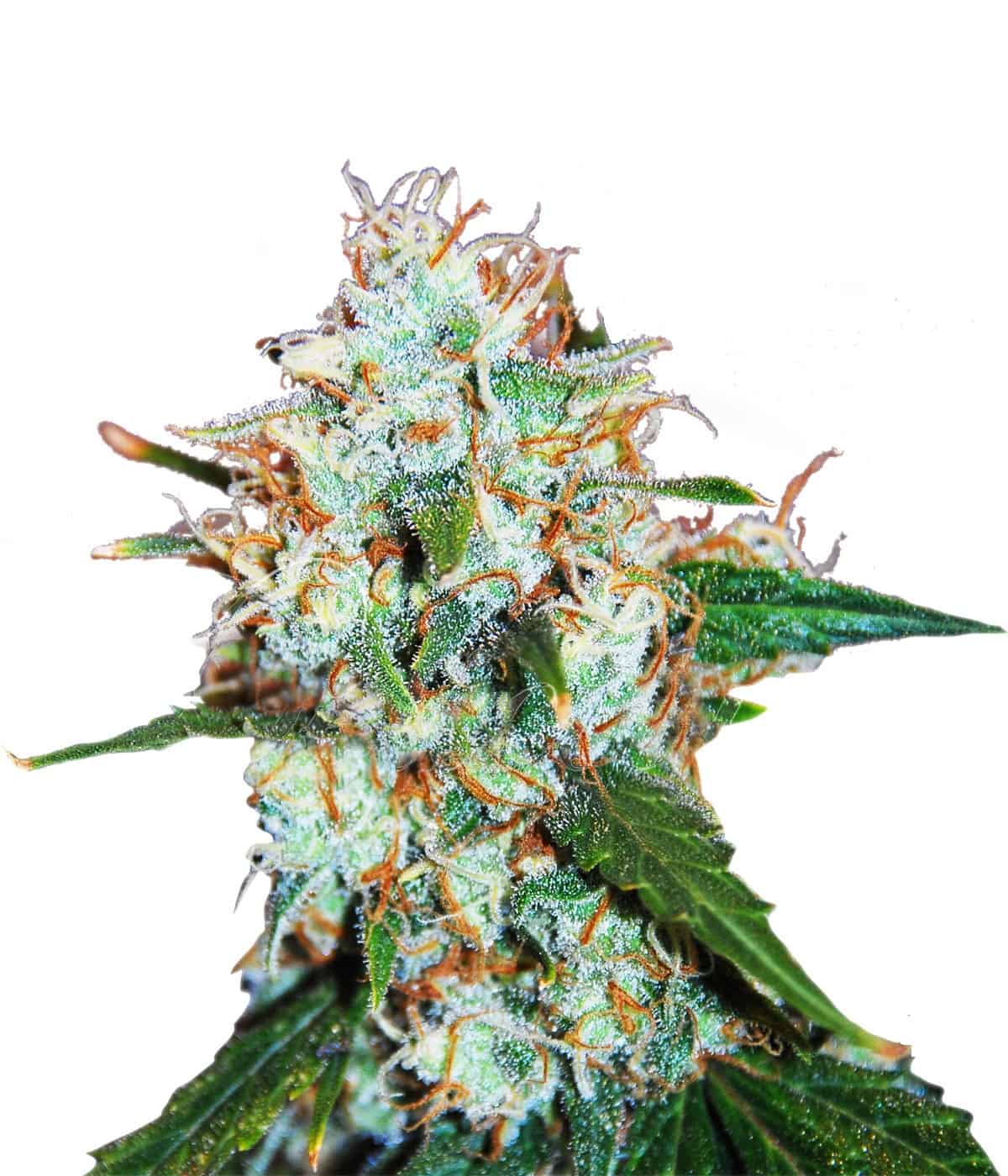 Critical Neville Haze Auto Автоцветущие семена конопли