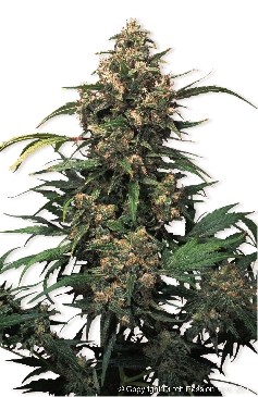 Strawberry Cough фотопериодные семена конопли