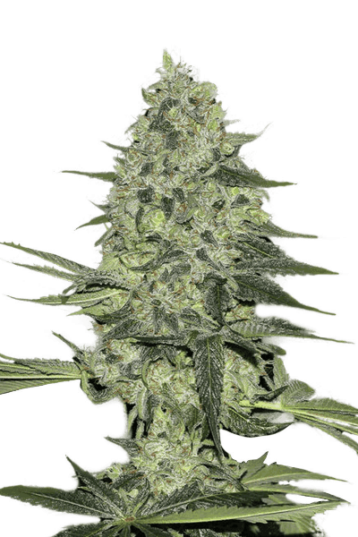 Rhino Ryder Auto Автофеминизированные семена конопли