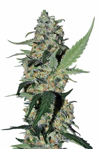 Green Poison FV Феминизированные фотопериодные семена конопли