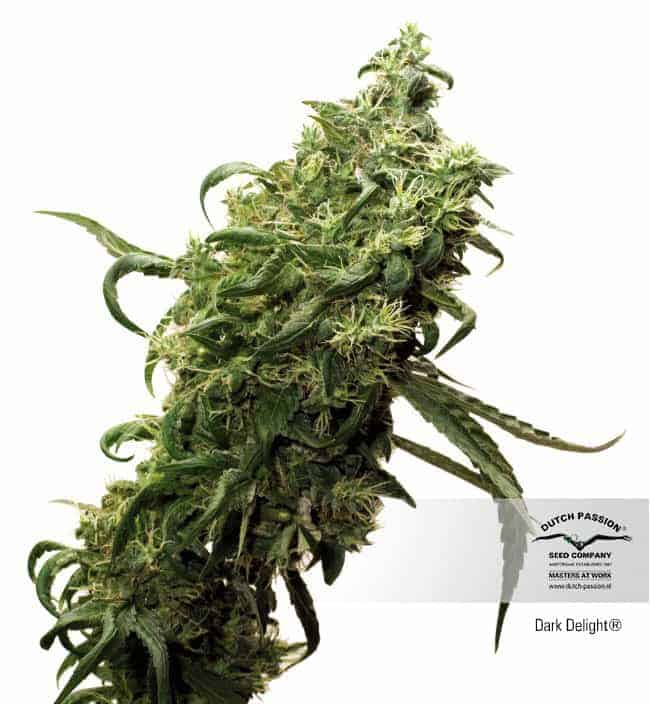 Dutch Passion Dark Delight феминизированные фотопериодные семена конопли — фото 3