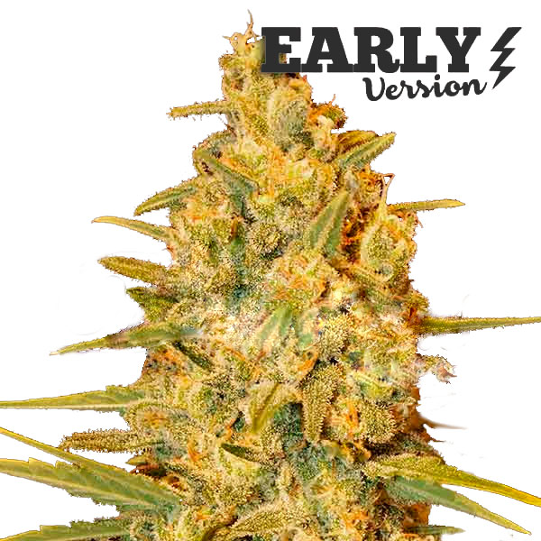 Critical Sensi Star FV Фотопериодные семена конопли