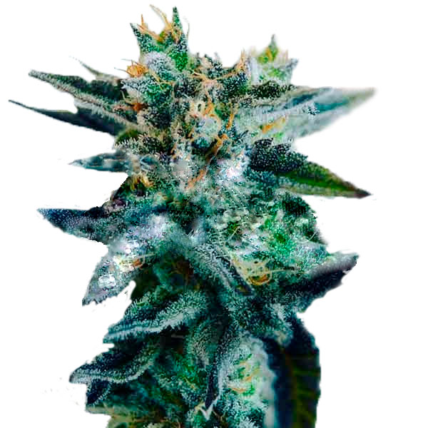 Sugar Black Rose Фотопериодные семена конопли