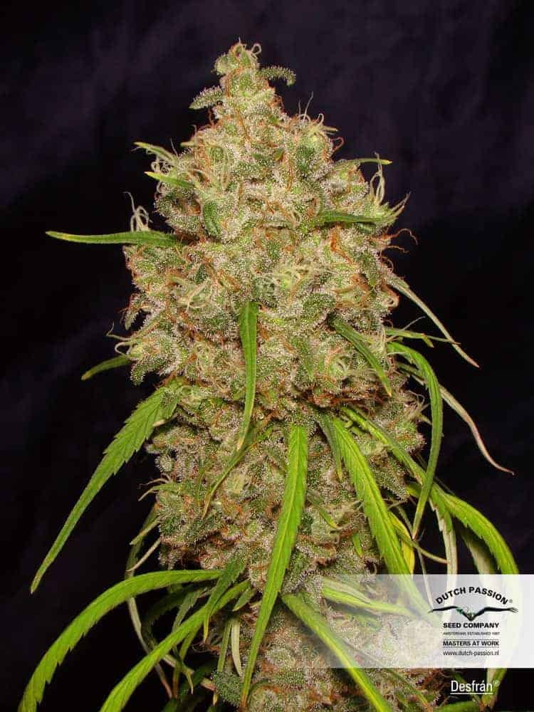 Dutch Passion Desfrán фотопериодные семена конопли — фото 2