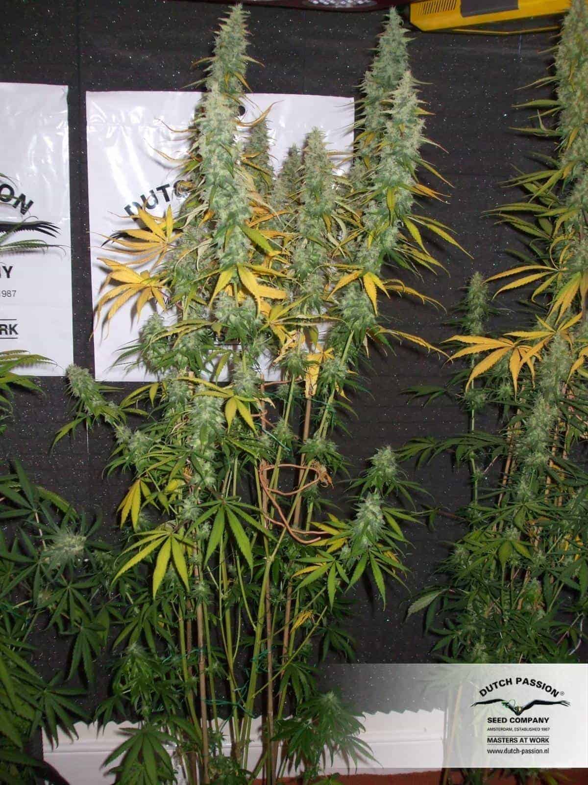 Dutch Passion Desfrán фотопериодные семена конопли — фото 4