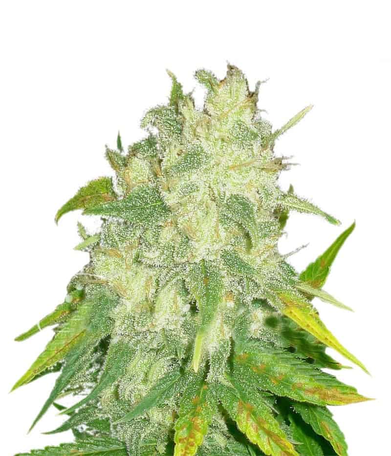 IL Diavolo Auto Автоцветущие семена конопли