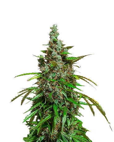 Auto Mazar Автоцветущий гибрид семена конопли