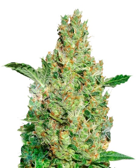 Dutch Passion Power Plant Фотопериодные семена конопли
