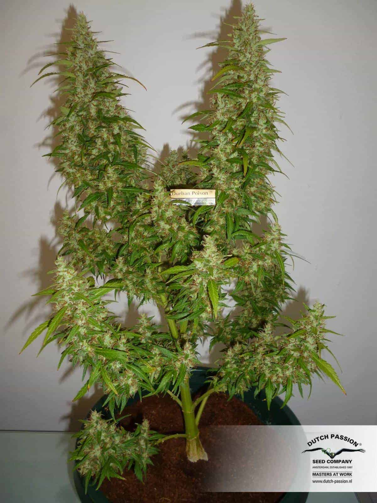Durban Poison Фотопериодные семена конопли — фото 2