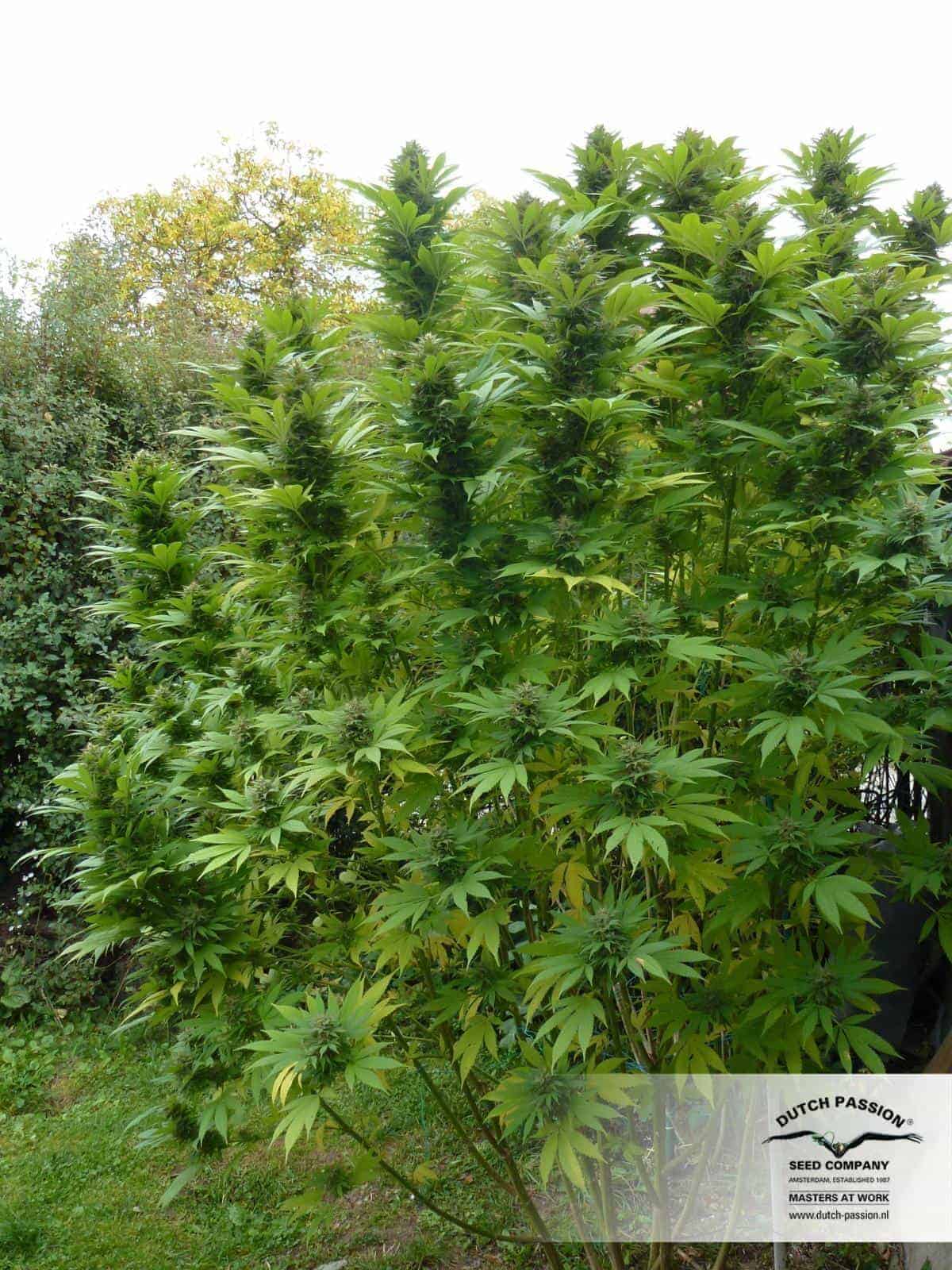 Durban Poison Фотопериодные семена конопли — фото 4