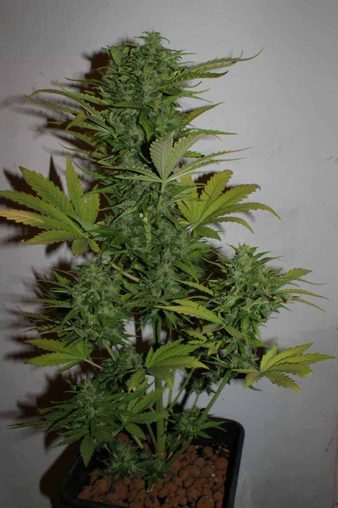 Orange Bud Фотопериодные семена конопли — фото 4