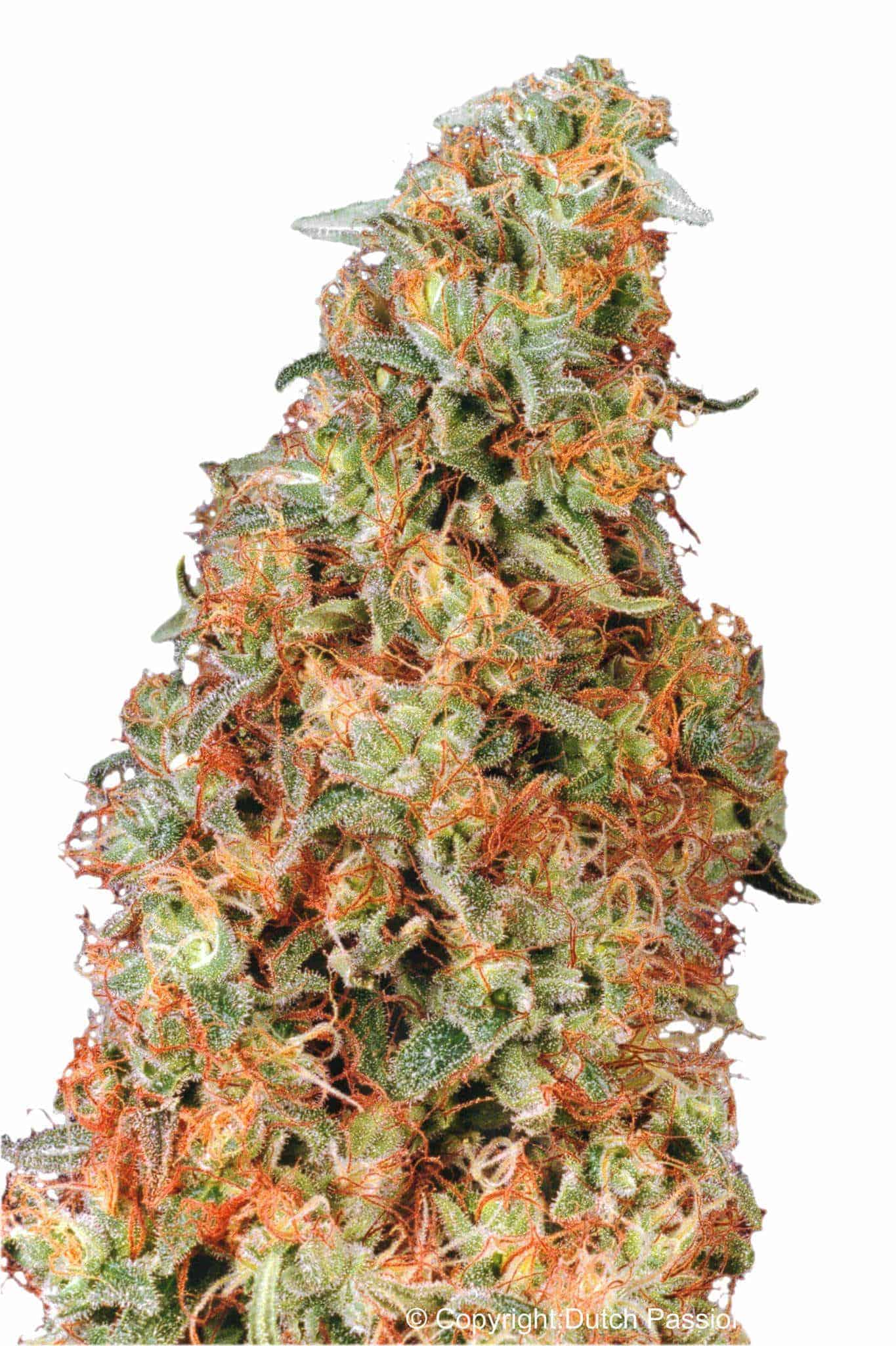 Dutch Passion Power Plant фотопериодные семена конопли