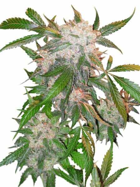 Dutch Passion White Widowular Фотопериодные семена конопли