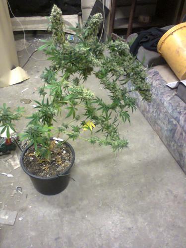 Auto Euforia Автоцветущие феминизированные семена конопли — фото 2