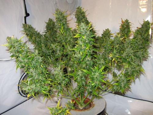 Dutch Passion Auto Xtreme Автофеминизированные семена конопли — фото 2