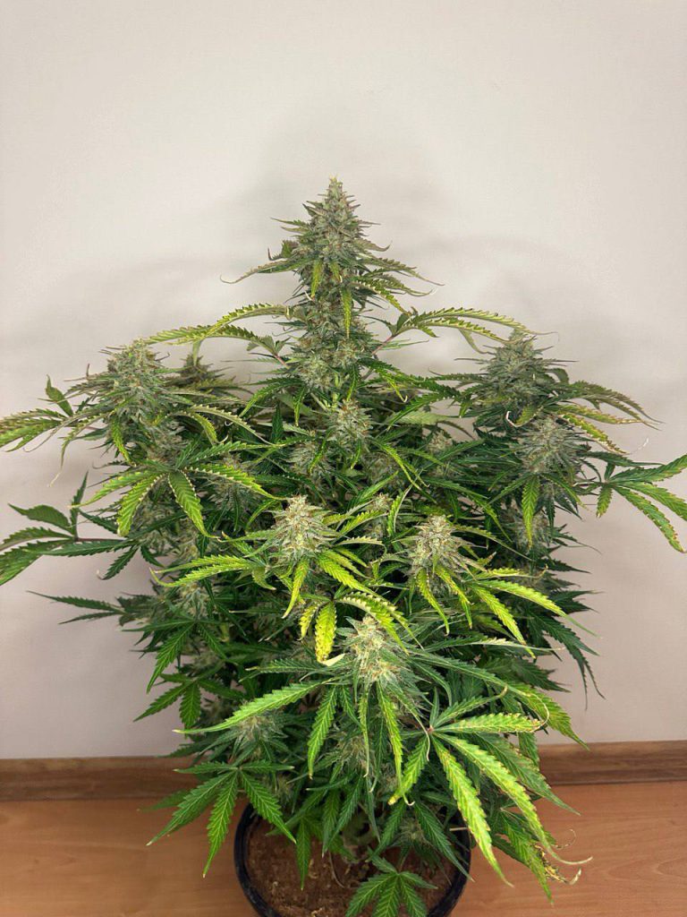Green Crack Auto Автоцветущие семена конопли