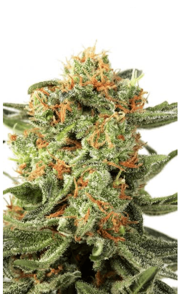 Orange Hill Special Фотопериодные феминизированные семена конопли