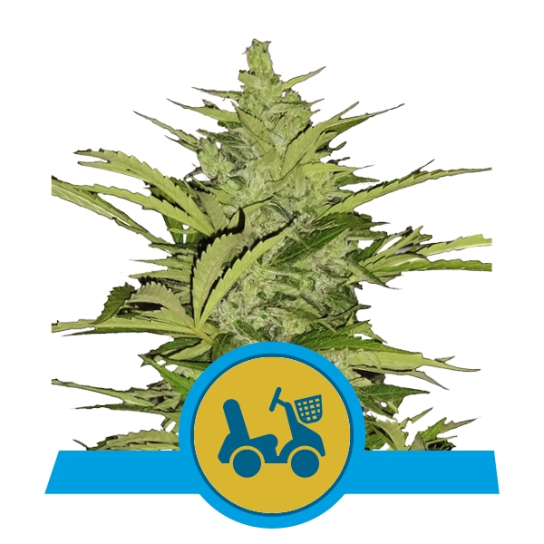 Royal Queen Seeds Fast Eddy Automatic CBD Автоцветущие феминизированные семена конопли
