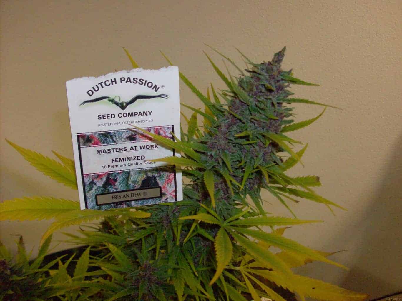 Frisian Dew Фотопериодные регулярные семена конопли — фото 2