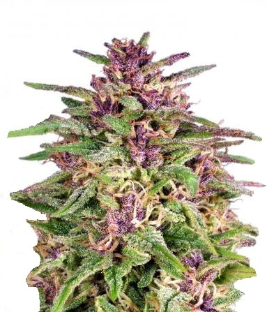 Frisian Dew Фотопериодные регулярные семена конопли