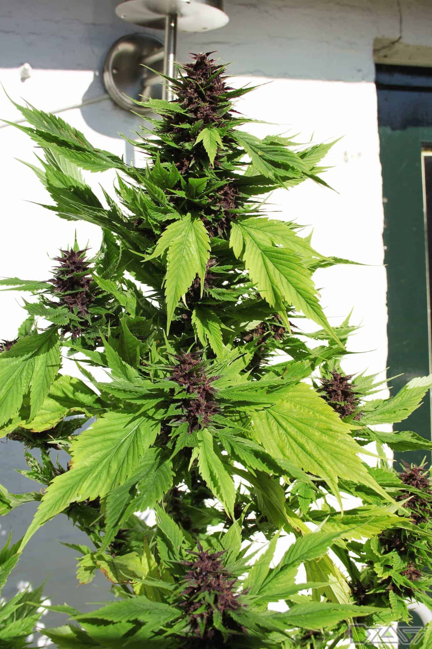 Frisian Duck фотопериодный семена конопли — фото 2