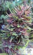 Frisian Duck фотопериодный семена конопли — фото 3