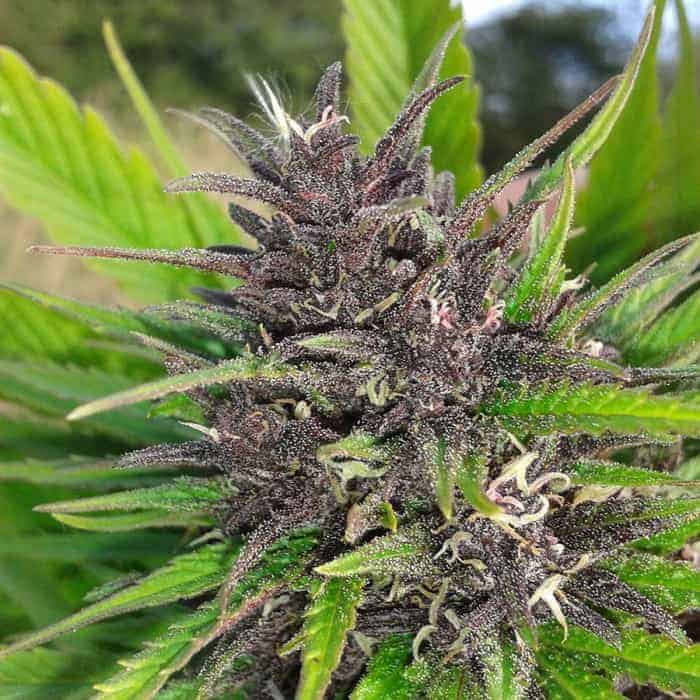 Frisian Duck фотопериодный семена конопли — фото 4