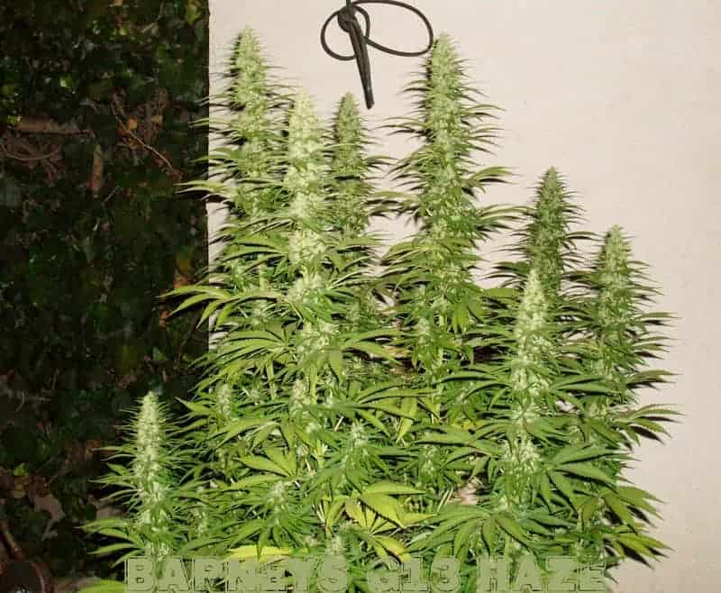 G13 Haze Фотопериодные семена конопли — фото 4