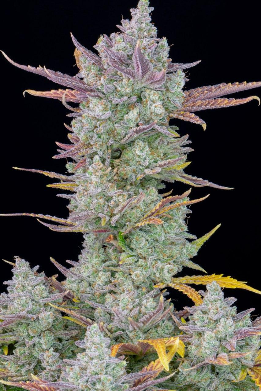 Fast Buds Gorilla Cookies Auto Автоцветущие семена конопли