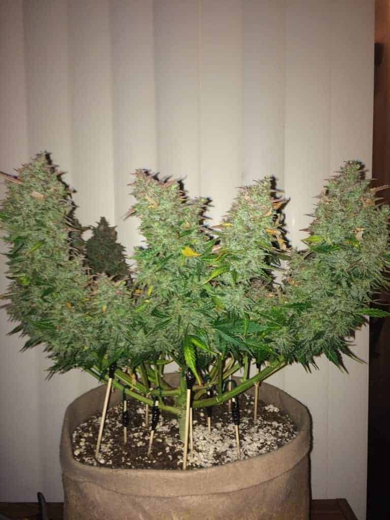 Gorilla Glue Auto Автофеминизированные семена конопли — фото 2