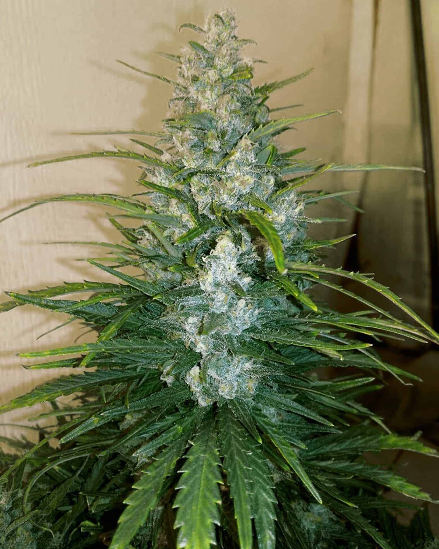 Gorilla Glue Auto Автофеминизированные семена конопли — фото 3